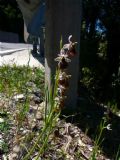 Ophrys morisii